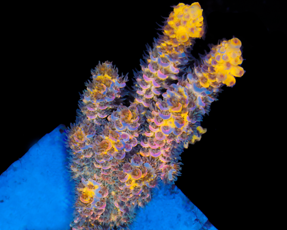 818'S WTF TENUIS SPROUTING SOME NICE AQUACULTURED BRANCHES!!