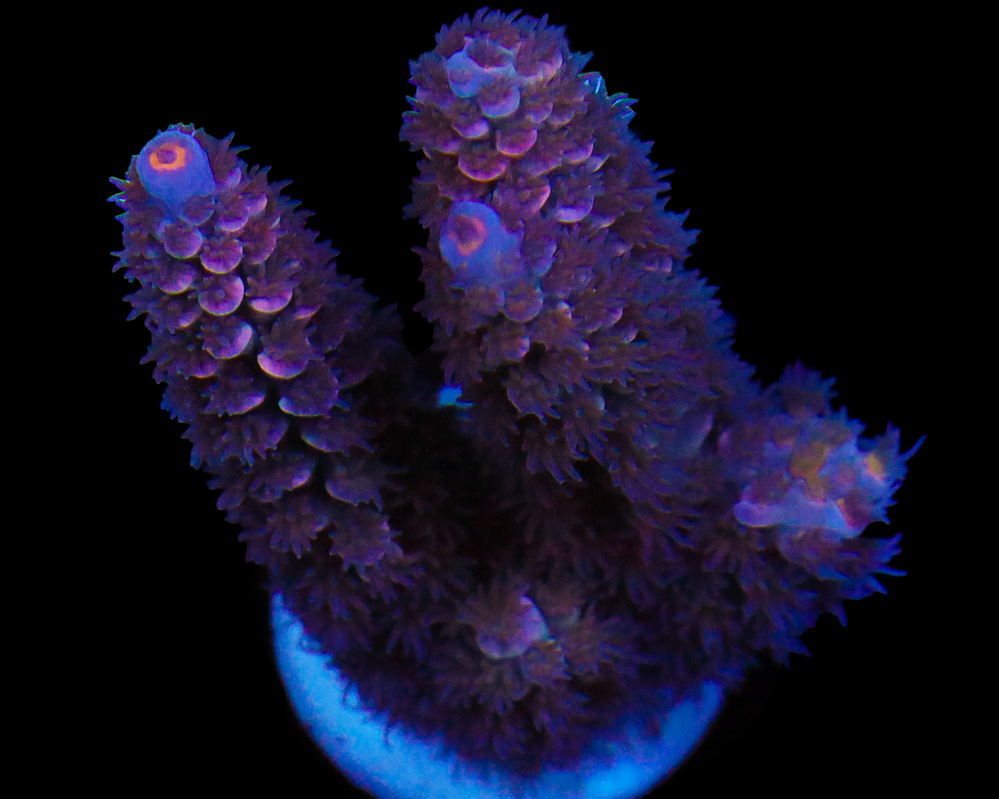 818'S BLACKBERRY SMASH TENUIS