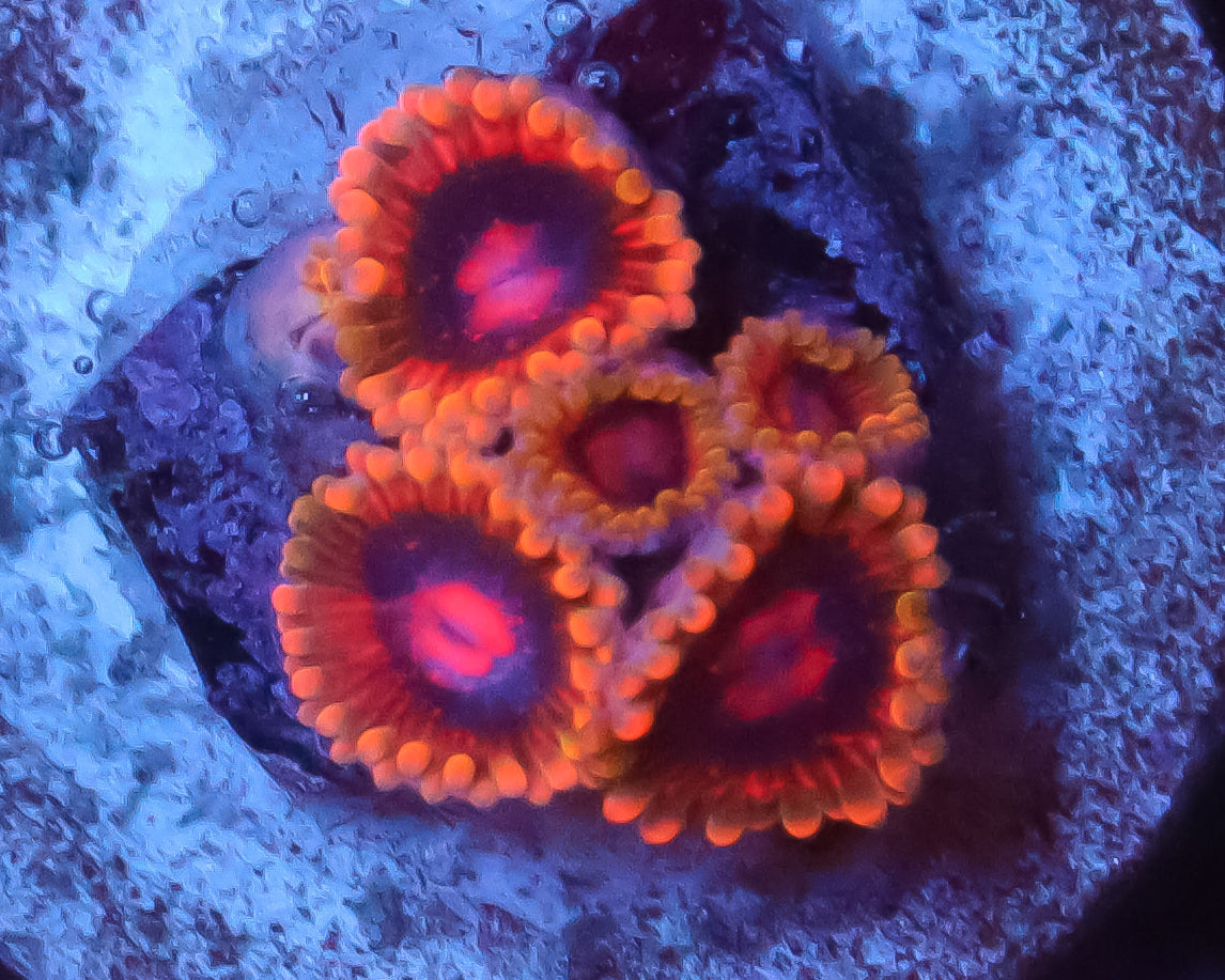 MIND TRICK ZOAS