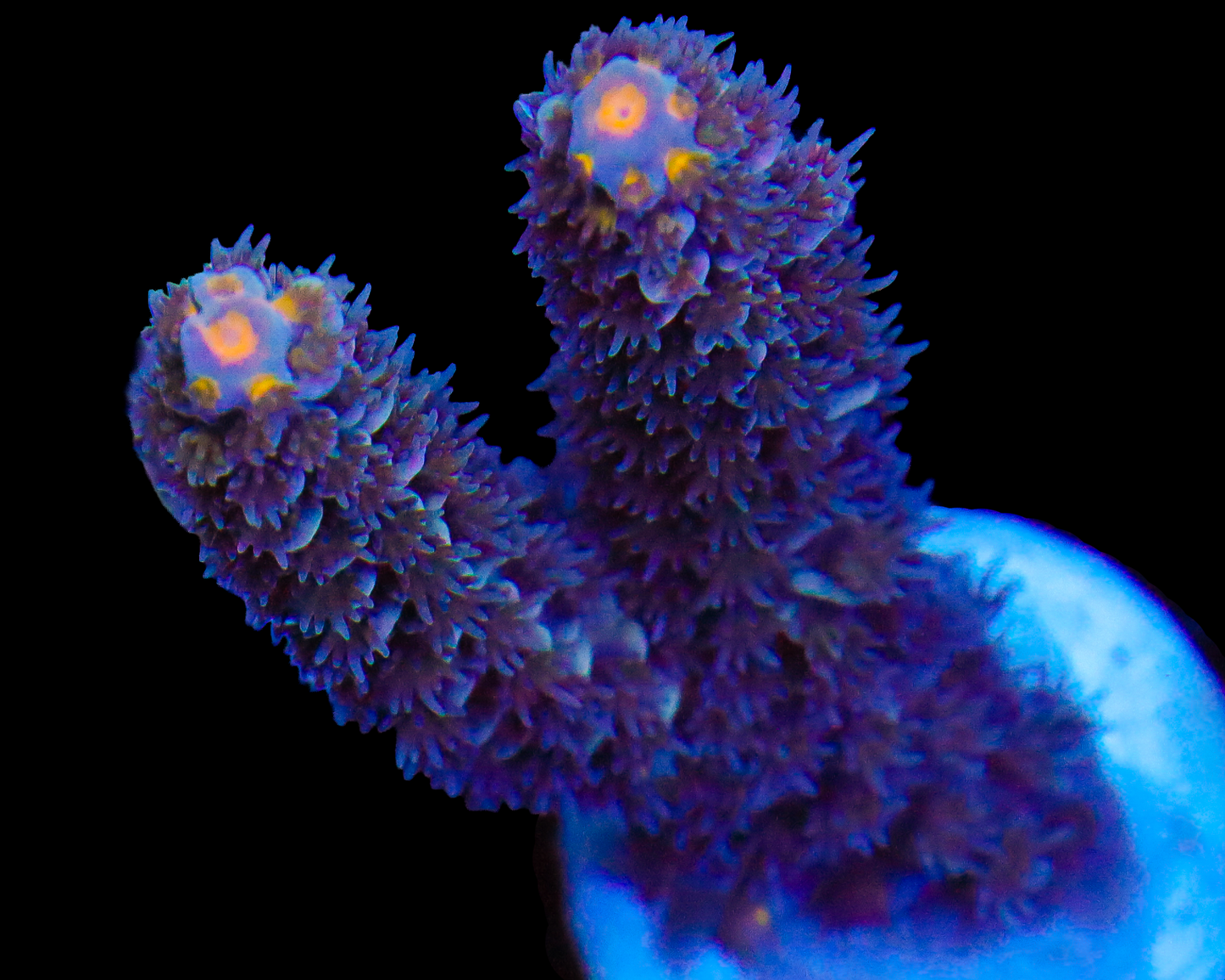 MALAYSIAN TENUIS