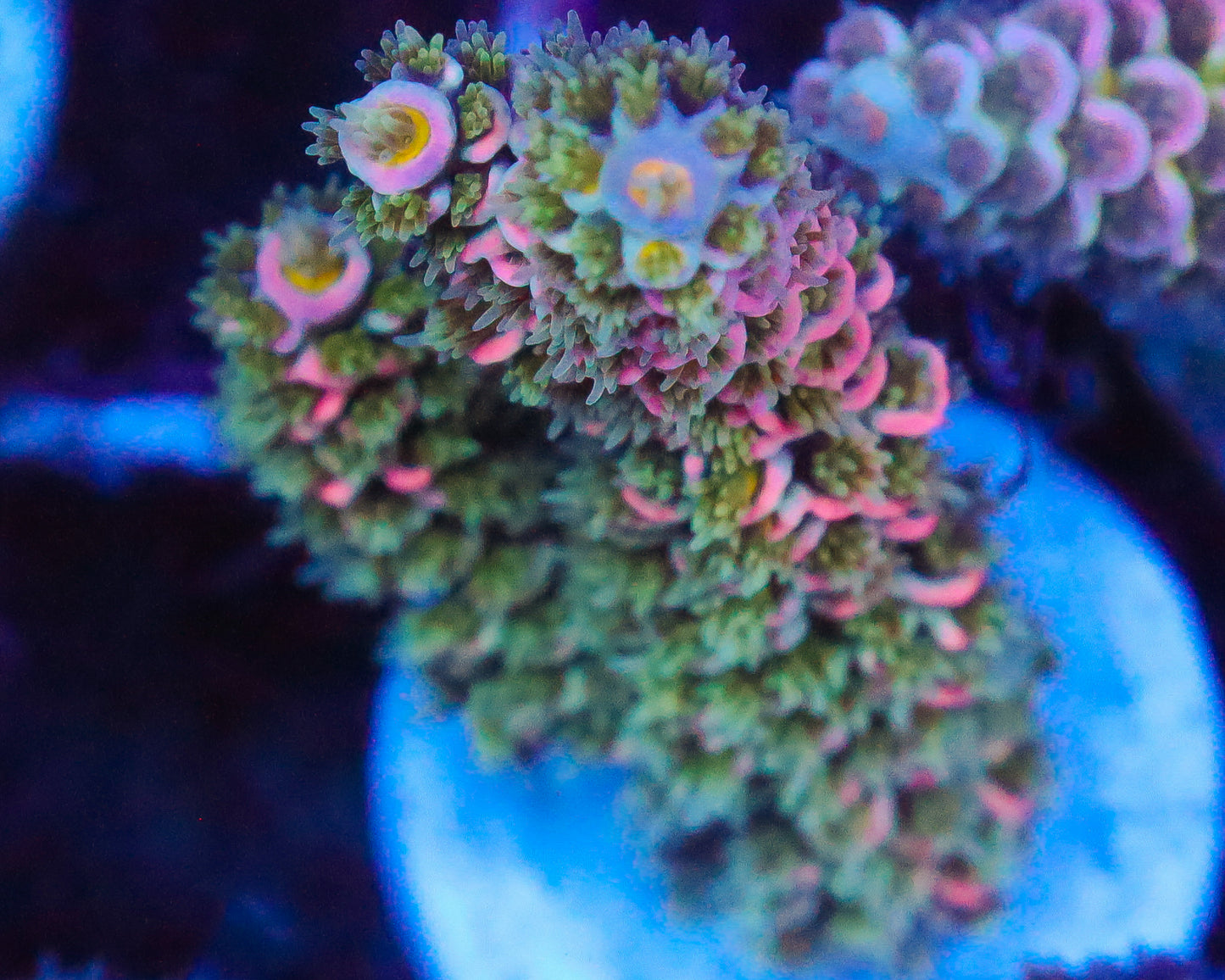 818'S PINK PASSION TENUIS