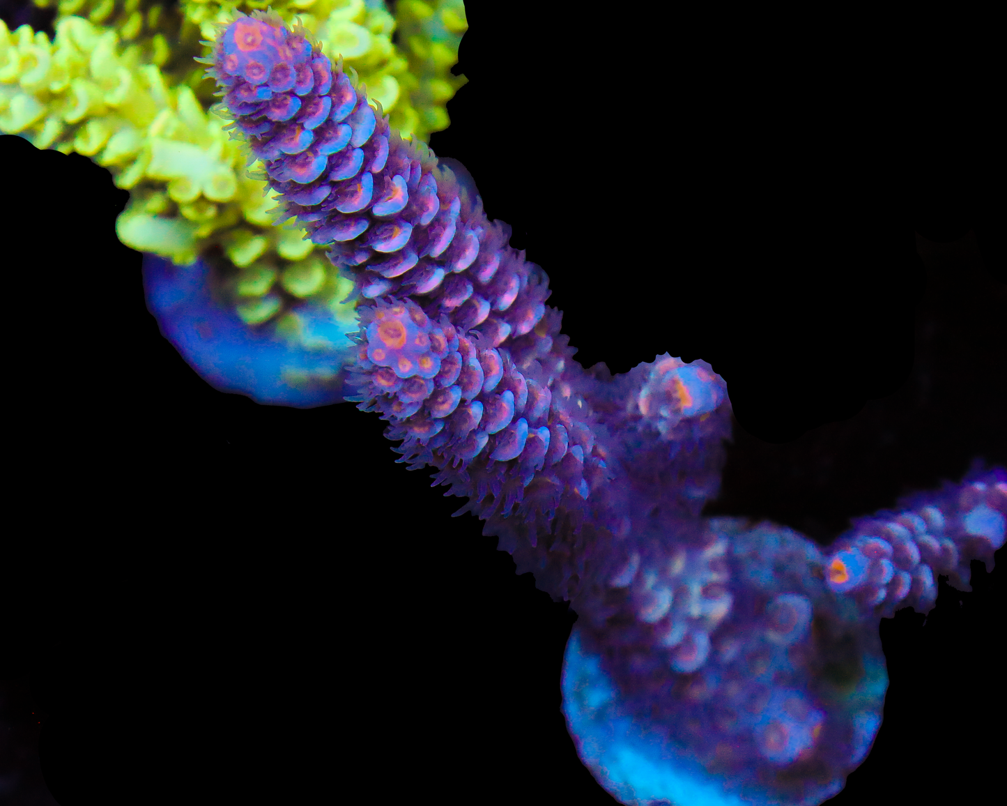 818'S DRAGONFRUIT TENUIS XL