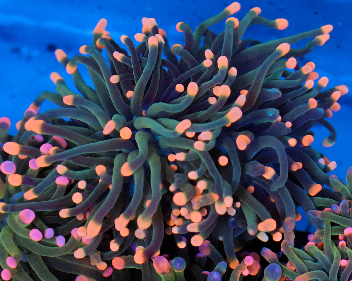 PEACH TIP INDO TORCH