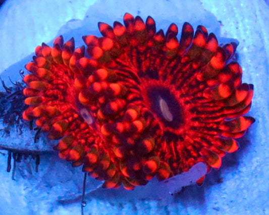 FLAMING MOHICIAN ZOAS