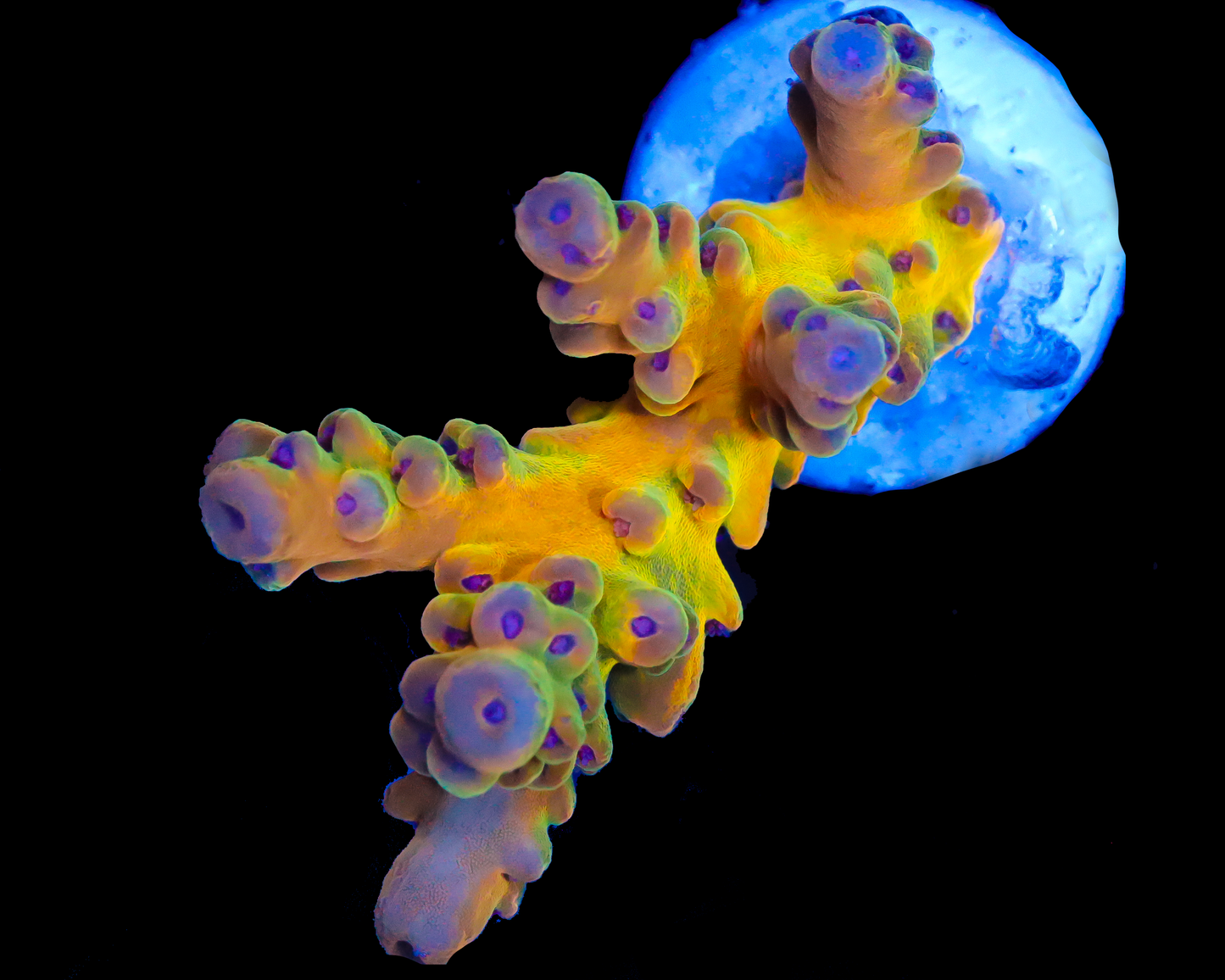 818'S SCREWDRIVER LOKANI LIMITED