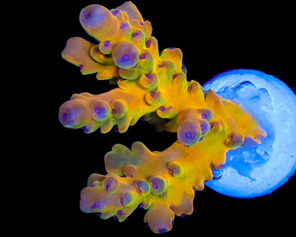 818'S SCREWDRIVER LOKANI LIMITED