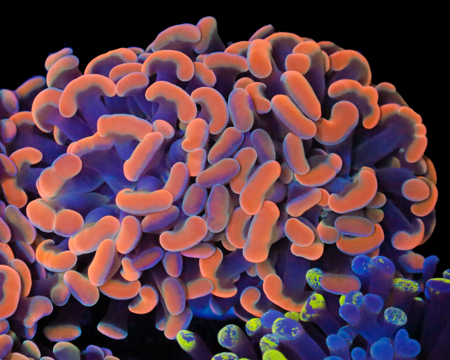 INDO BRANCHING HAMMER AQUACULTURED