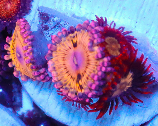 ZOA COMBO