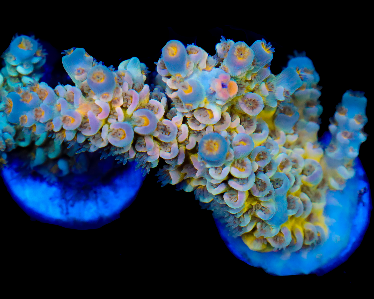 818'S SUICUDE SQUAD TENUIS CHUNK VERY LIMITED