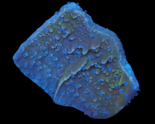 ORA BLUE POLYP MONTIPORA CAP