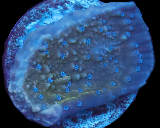 ORA BLUE POLYP MONTIPORA CAP