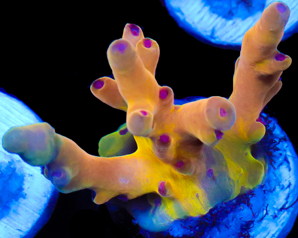 818'S PSYCLONE LOKANI