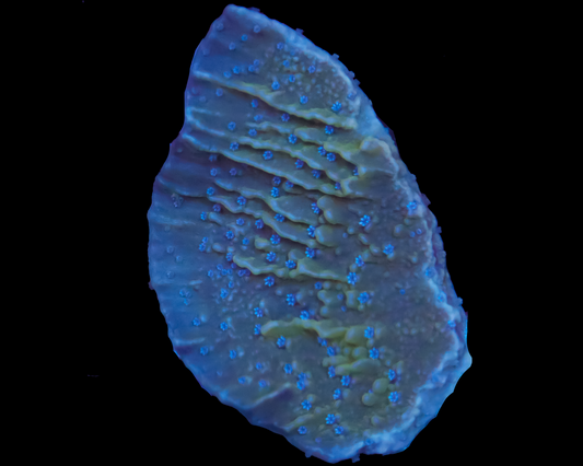 ORA BLUE POLYP MONTIPORA CAP