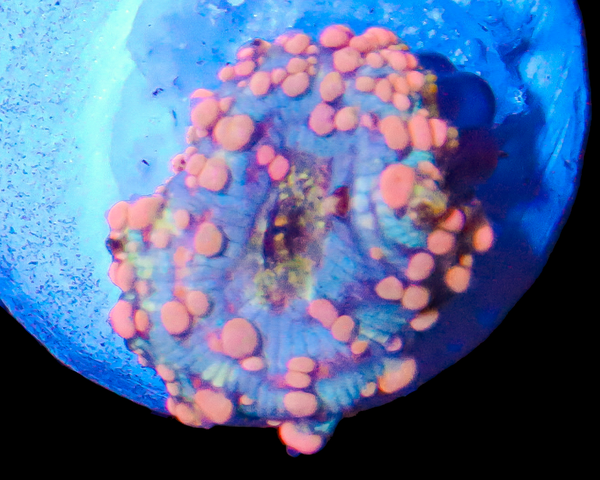 NEPTUNE BOUNCE MUSHROOM