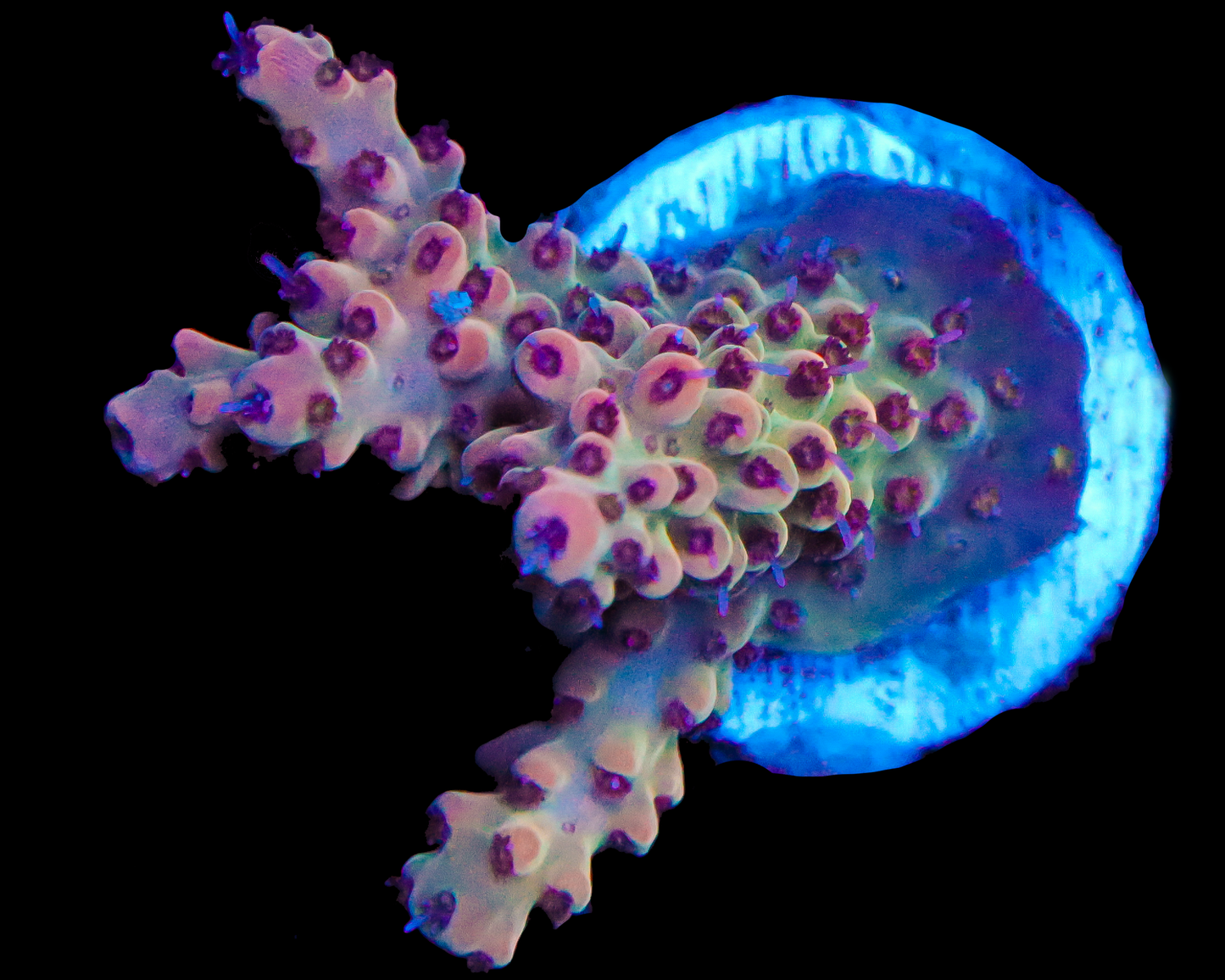 818'S CRUNCHBERRY ACRO