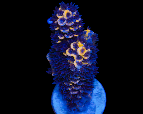 WILLIES WONDER ULTIMATE FRAG GREAT BLUE MIX