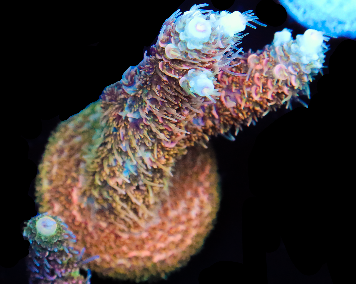 818'S WILDFIRE MILLIE