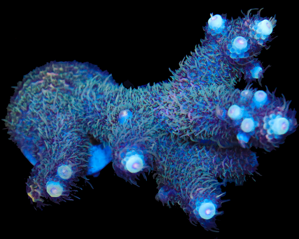 818'S PURPLE CREAM MILLIE CHUNKY