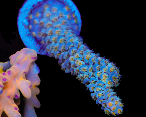 818'S SKYWALKER TENUIS