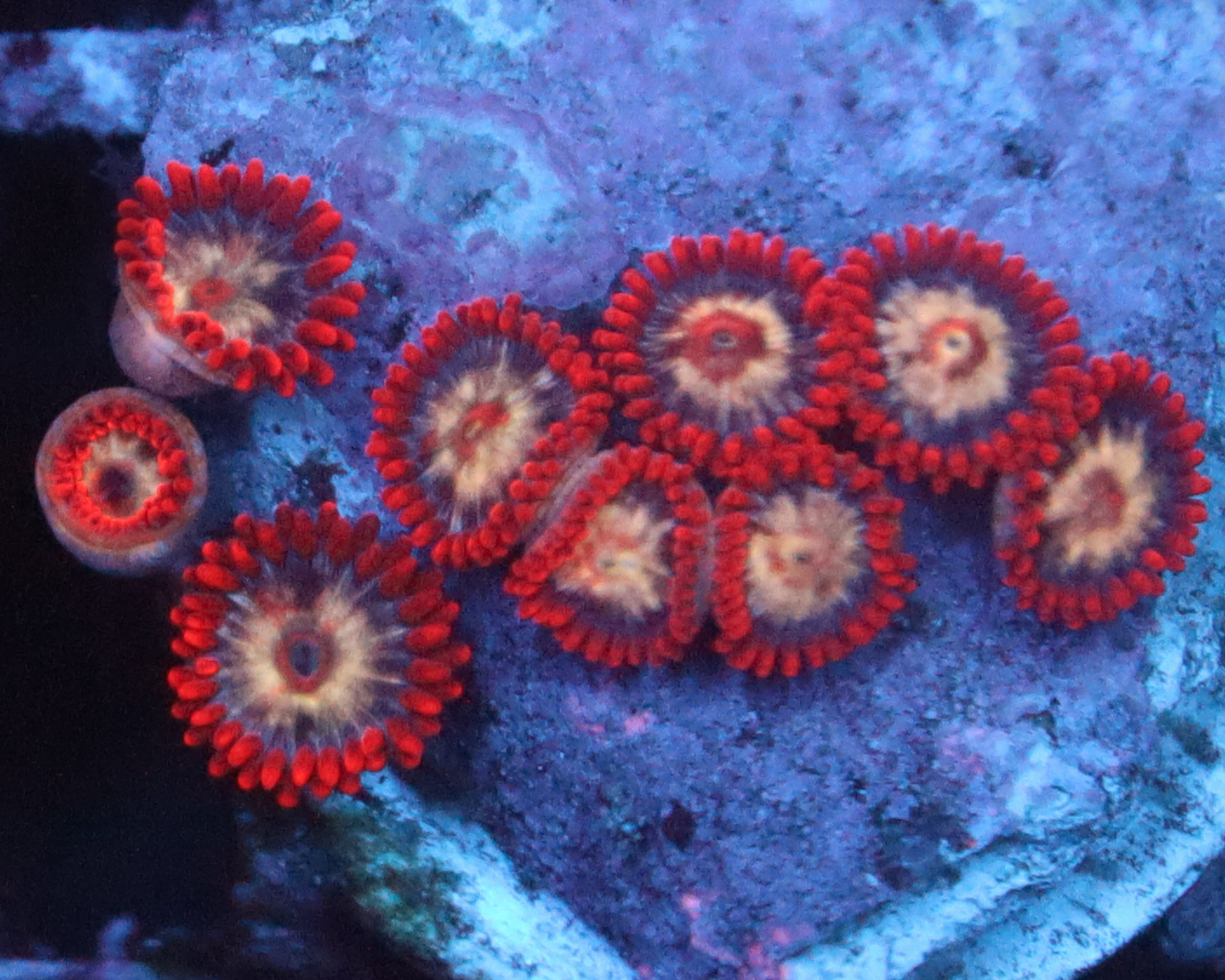 MULTICOLOR ZOAS