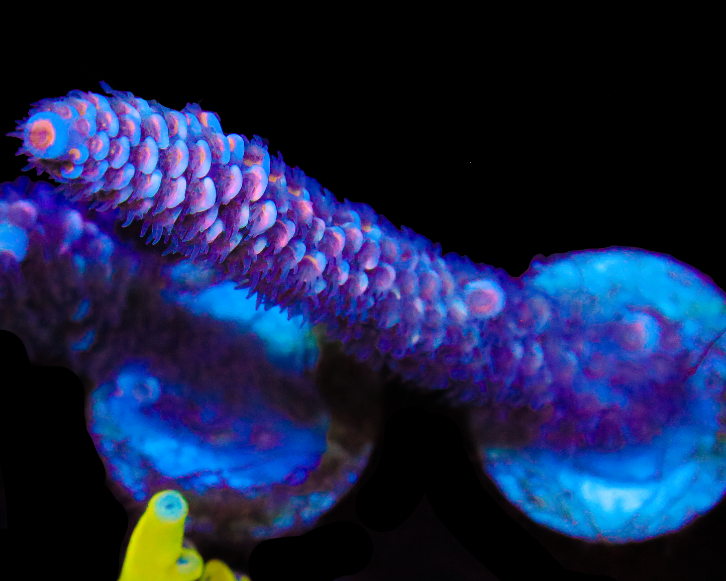 818'S DRAGONFRUIT TENUIS XL