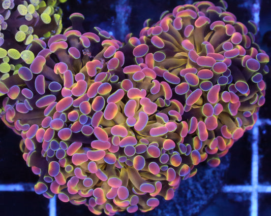 ULTRA HOLOGRAM CHUNKY