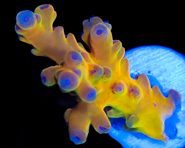 818'S SCREWDRIVER LOKANI