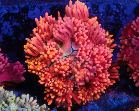 818'S AWESOME BLOSSOM GONI