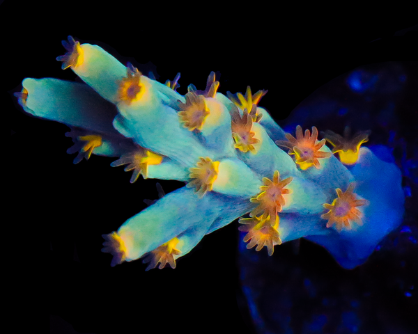 818'S CANDY JACK SPECIOSA