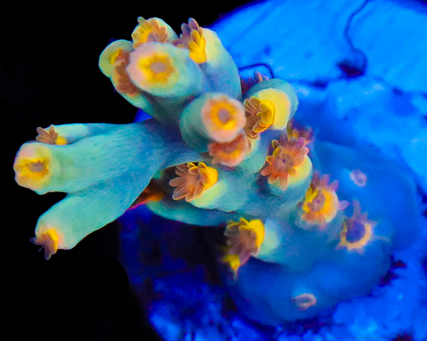 818'S CANDY JACK SPECIOSA