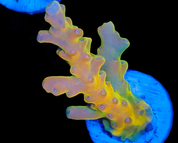 818'S GLOWSTICK LOKANI