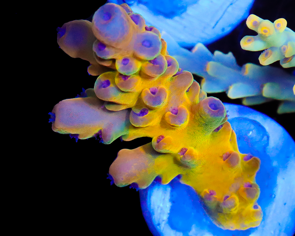 818'S SCREWDRIVER LOKANI