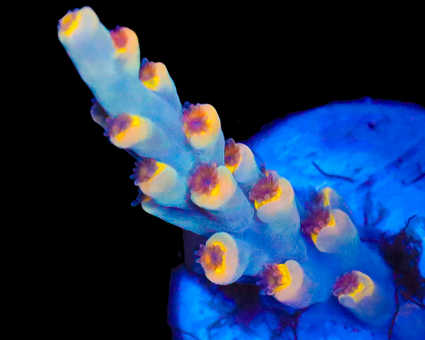 818'S BLUE SUEDE SPECIOSA