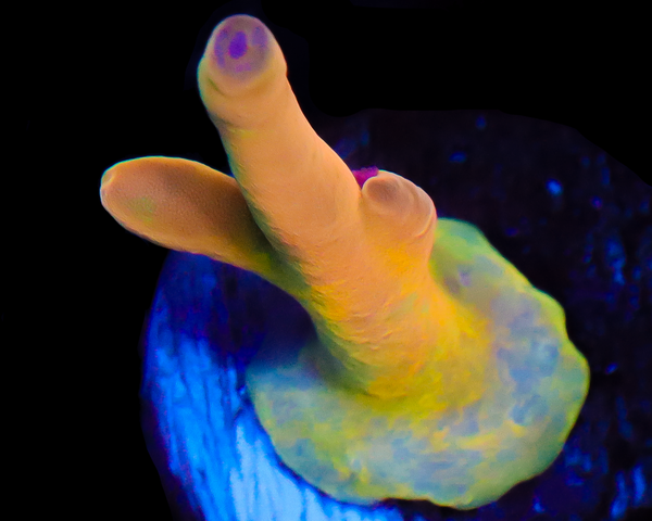 818'S AFTERMATH LOKANI