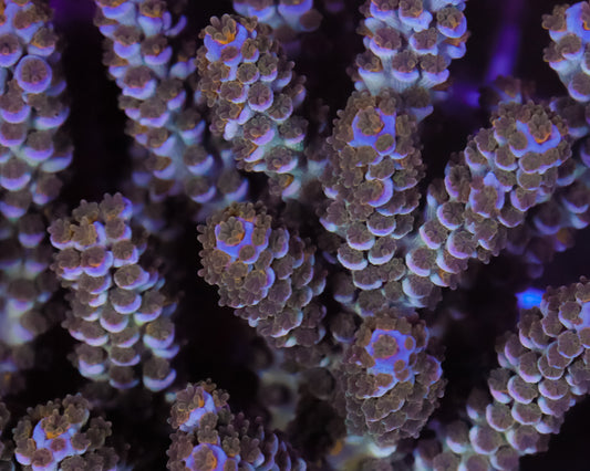 818'S CUPCAKE TENUIS