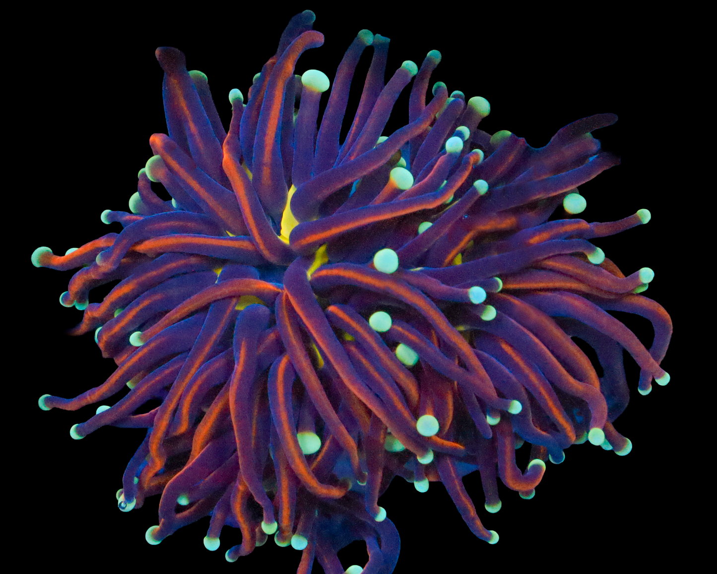 ULTRA INDO TORCH