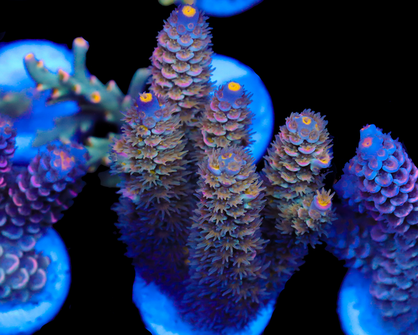 818'S SUPERNOVA ULTRA FRAG