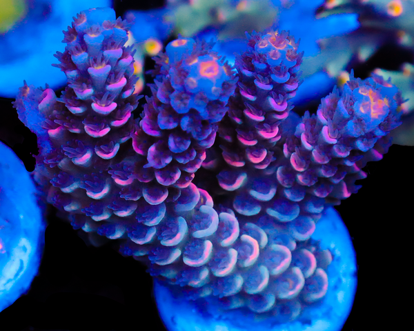 818'S FROSTBURN TENUIS