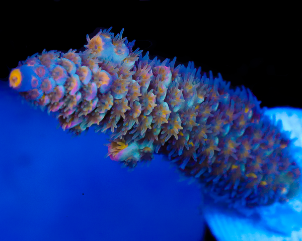 818'S SUPERNOVA TENUIS