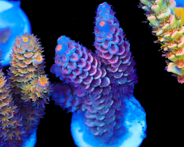 818'S ULTRAVIOLET TENUIS