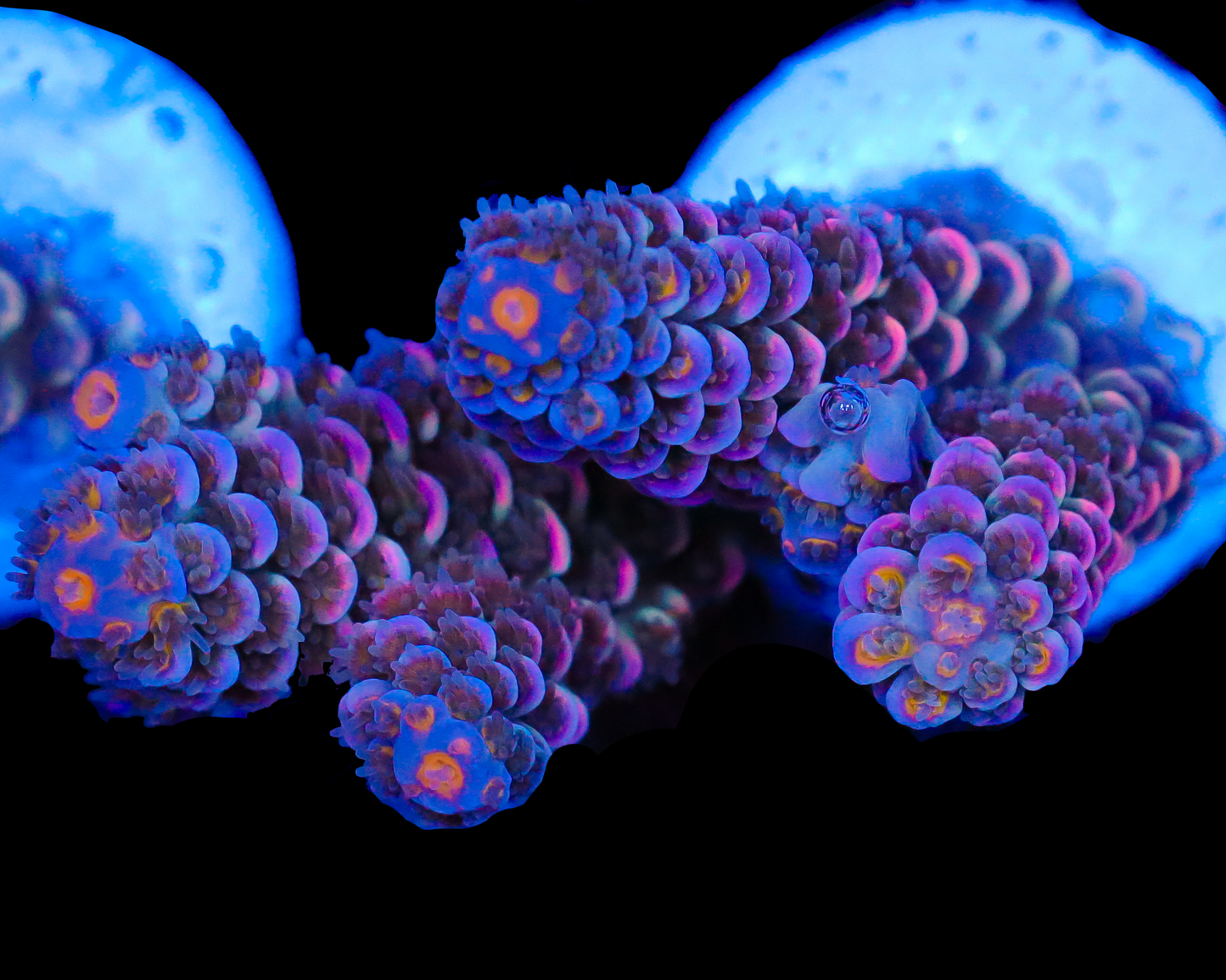 818'S GRAPE SPARKLER TENUIS