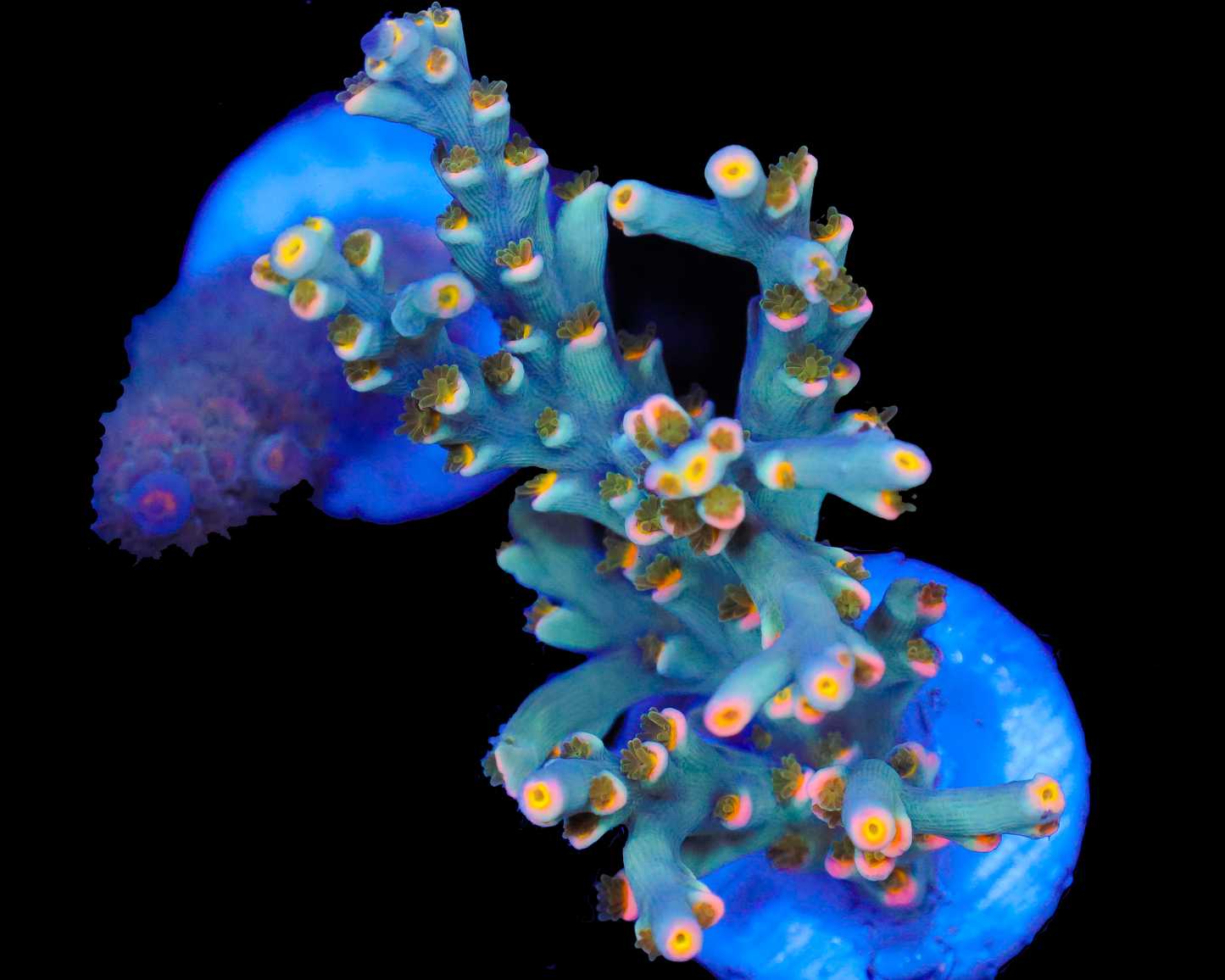 818'S BLUE SUEDE SPECIOSA CHUNKY