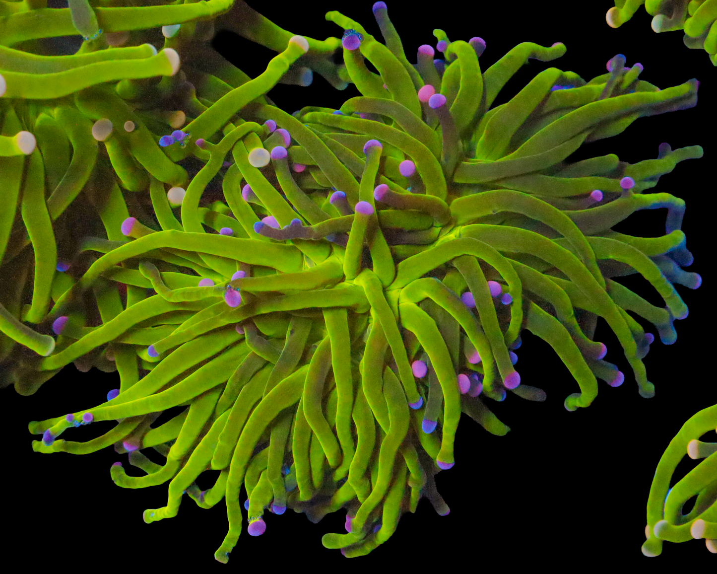 MULTICOLOR TIP TORCH