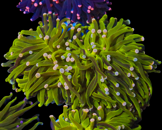 NEON INDO TORCH
