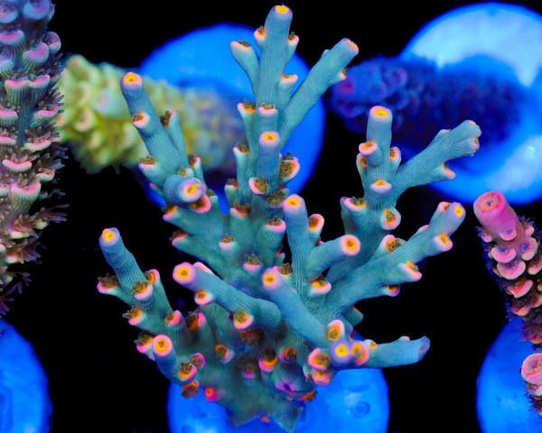 818'S BLUE SUEDE SPECIOSA CHUNKY