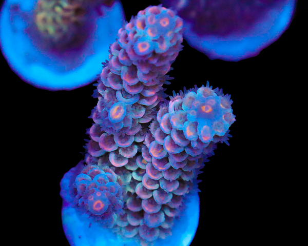 818'S END OF TIME TENUIS