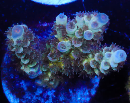 MULTICOLOR TENUIS