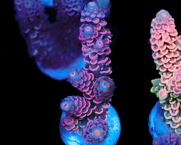 818'S TROPICAL PUNCH TENUIS