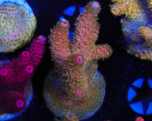 MULTICOLOR MILLIE CHUNKY