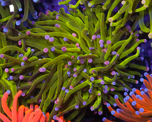MULTIOLOR TIP TORCH